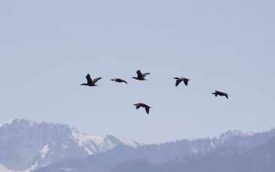 Migration…