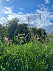 A sunny day as seen through grasses and trees